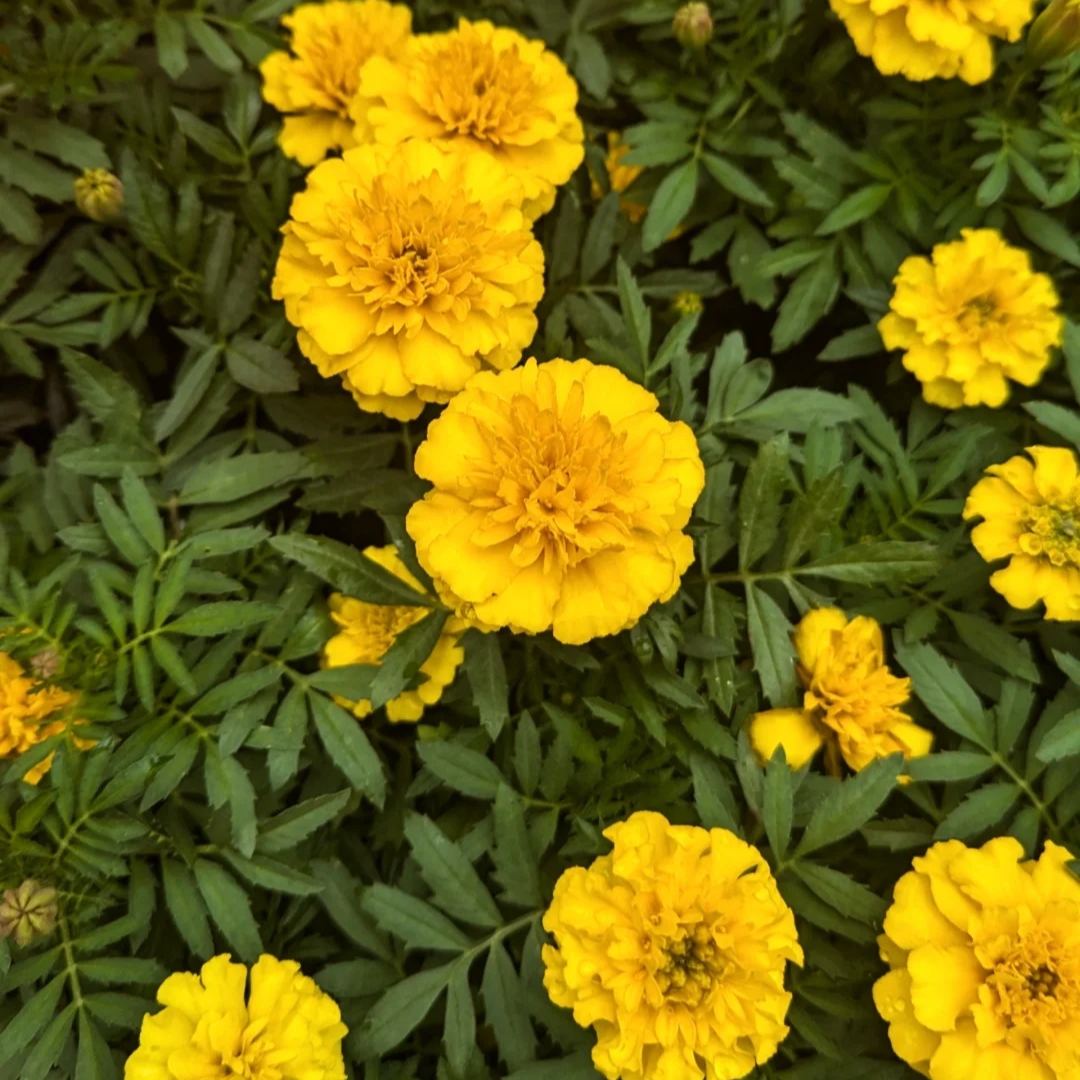 🌺Double Zinnia Mixed Color Seeds