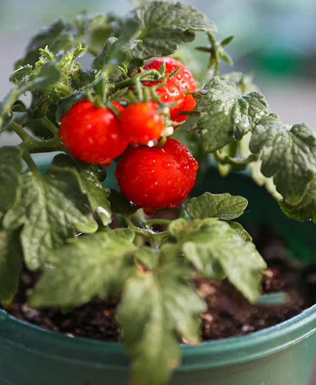 Dwarf Tomatoes Seeds