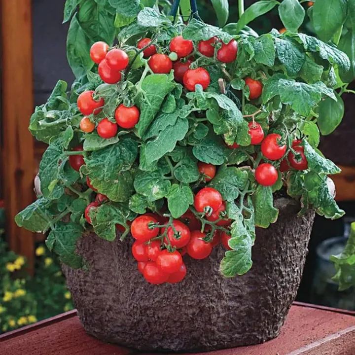 Dwarf Tomatoes Seeds