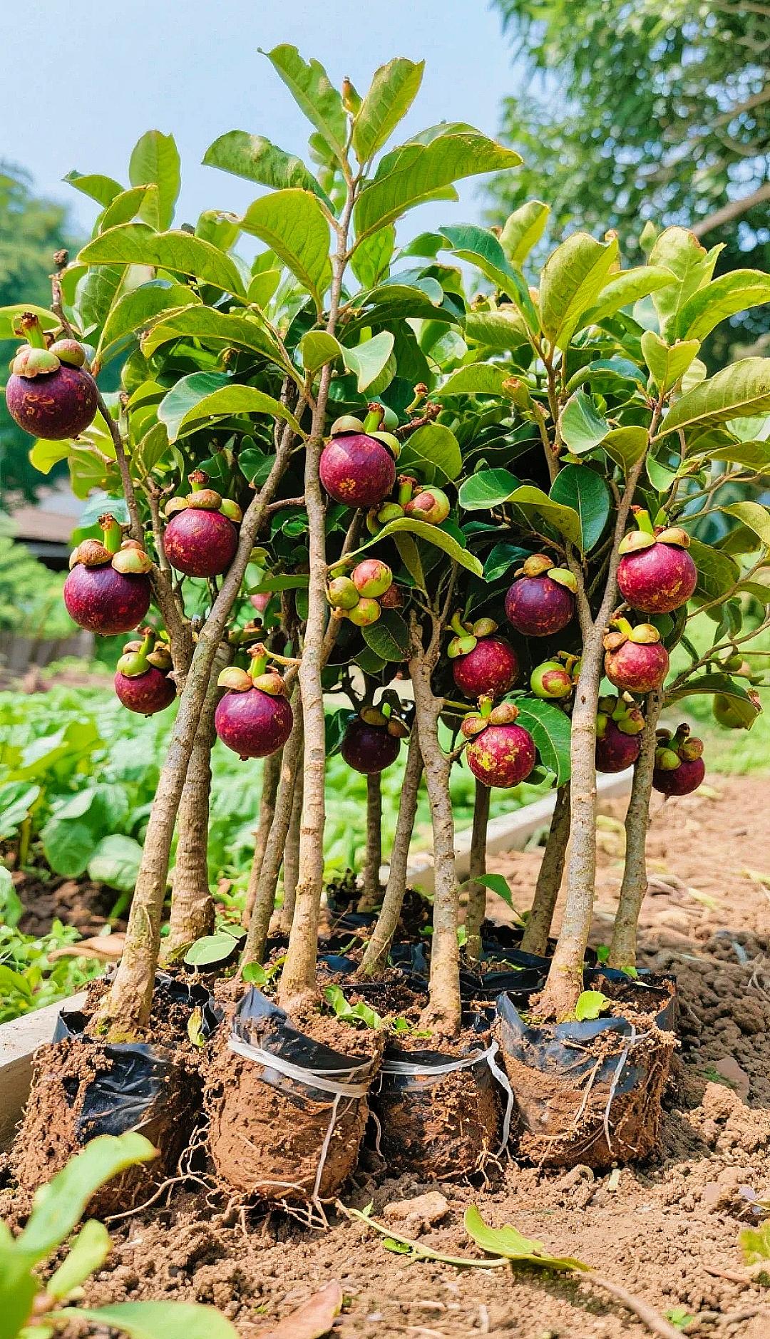 👑 Purple Crown Mangosteen — Exotic Purple Fruit for Home Gardens