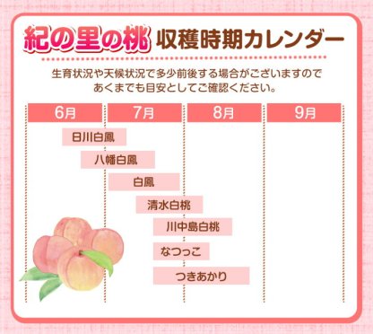【ふるさと納税】高レビュー 和歌山県産 紀の里の桃 約2kg(6～8玉) 先行量販《2025年6月中旬-8月中旬頃出荷》桃 もも モモ 果物 フルーツ お取り寄せ 和歌山 白鳳 日川白鳳 八旗白鳳 清水白桃 川中島白桃 送料無料 9800円 和歌山県産