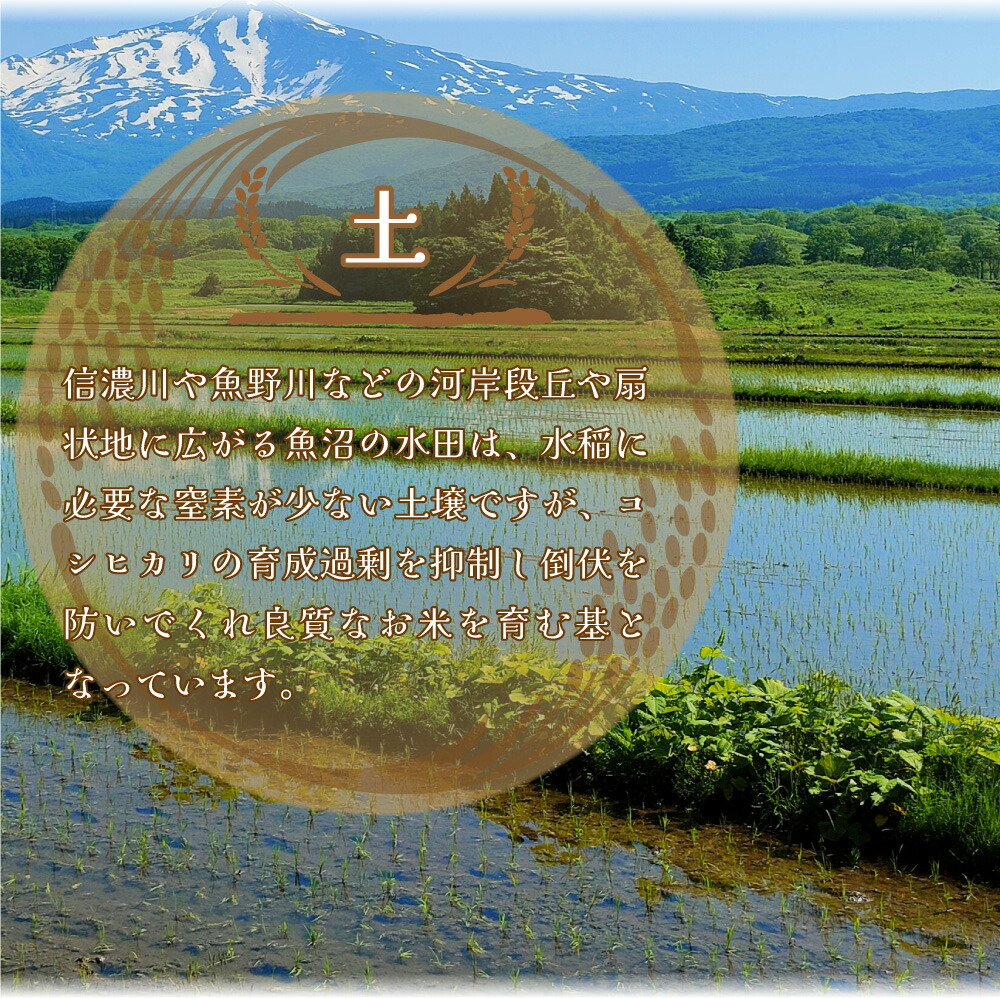 米 お米 コシヒカリ 新潟 魚沼  新潟県魚沼産コシヒカリ 「別格」 米10kg（5kg×2） 送料無料 令和5年産新米 有機質肥料栽培米 ｜ 米 おこめ お米 10kg 米 送料無料