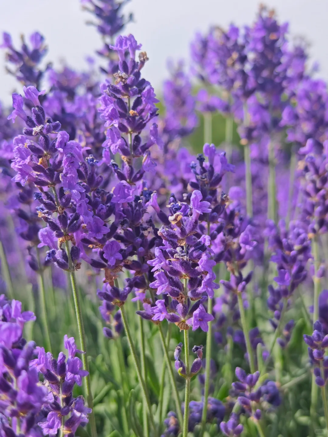 💜 Семена от лавандула – ароматна билка, идеална за градината и балкона 🌿