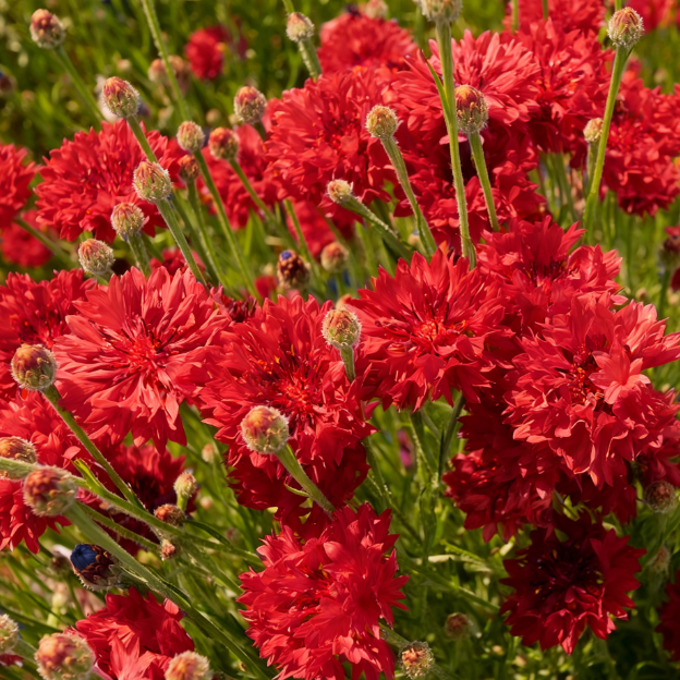 Nasiona chabra „Blue Boy” – łatwe w uprawie, piękne kwiaty do ogrodu