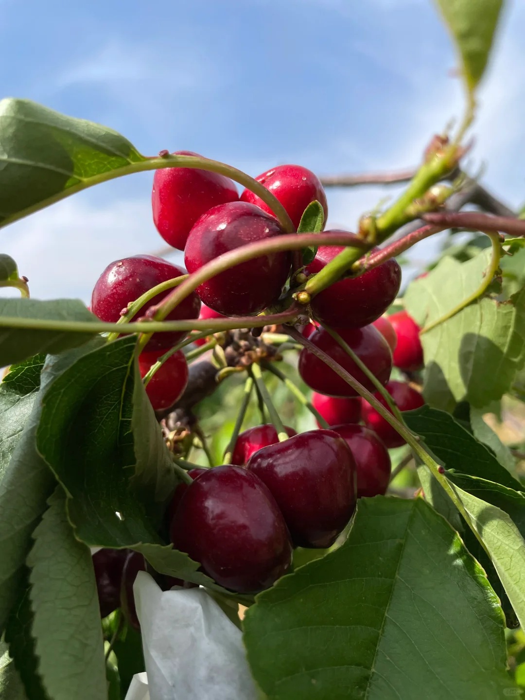 🔥50% de Réduction 🎁🍒Les graines de Cerises Royales