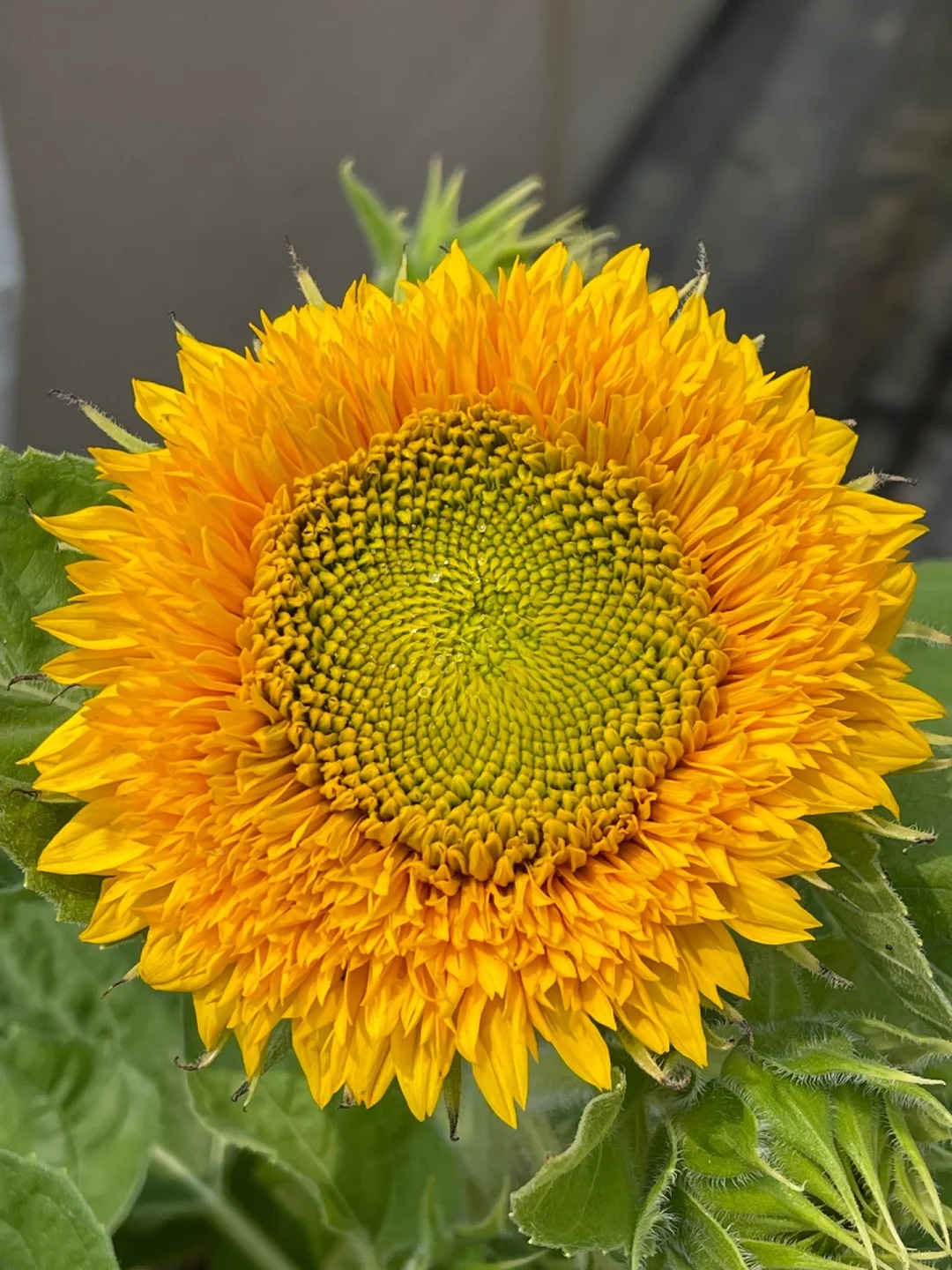 🎁Graines de Tournesol Teddy Bear