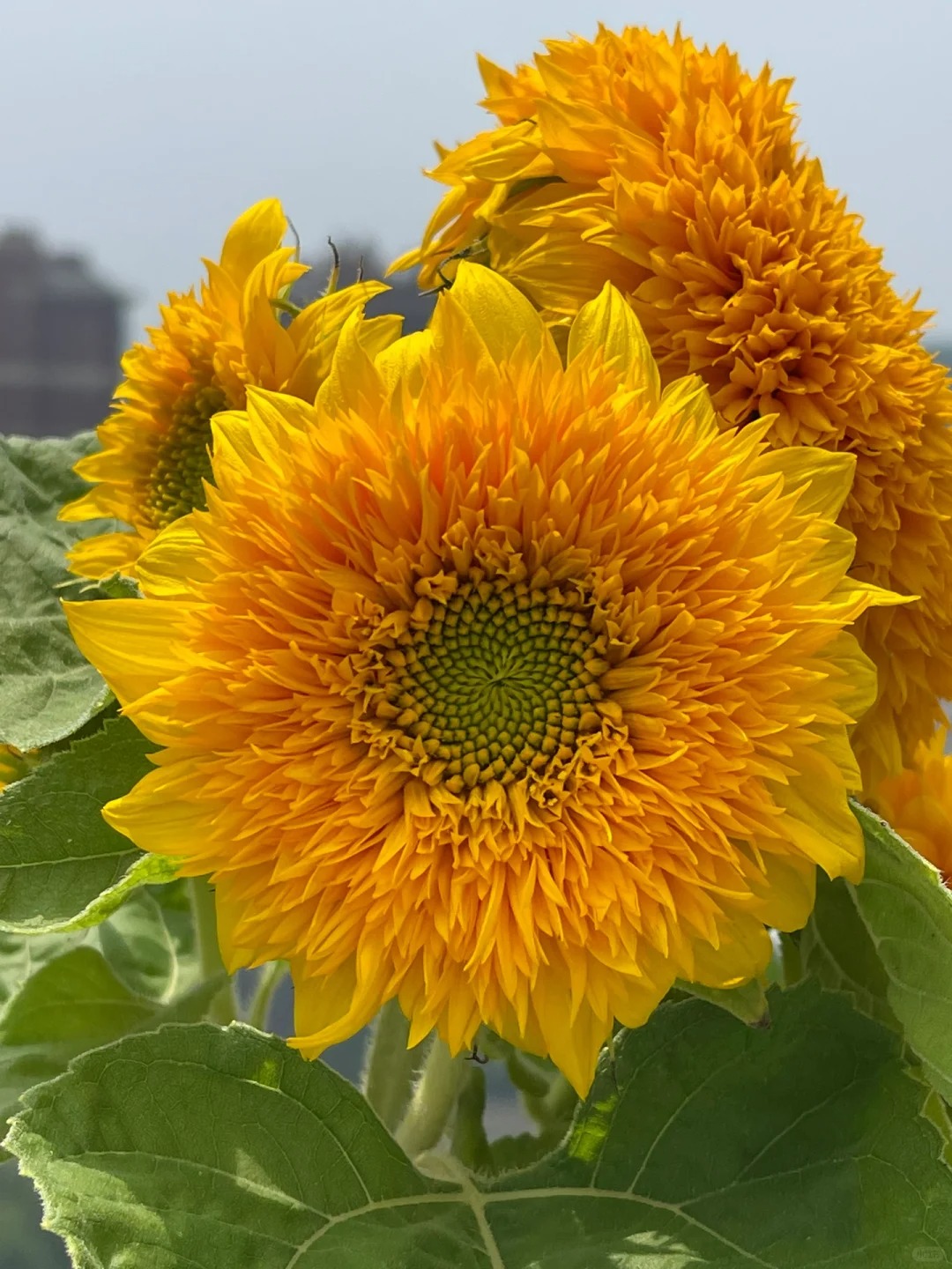 🎁Graines de Tournesol Teddy Bear