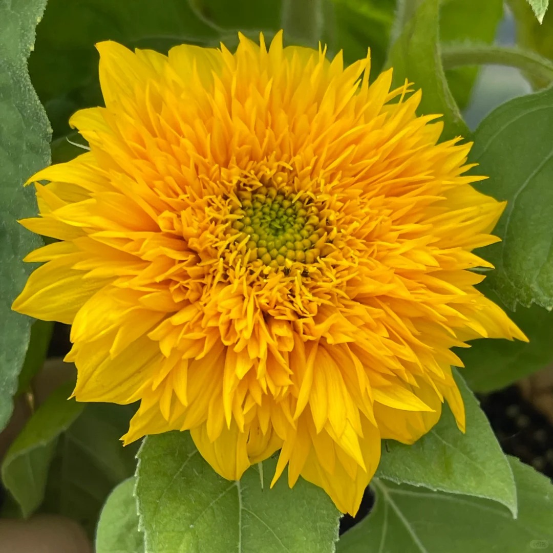 🎁Graines de Tournesol Teddy Bear