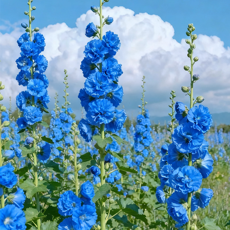 🌞 Лесно отглеждане на здравец с впечатляващи цветове