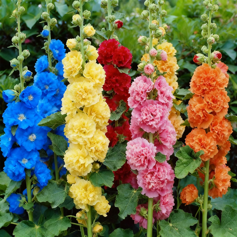 🌞 Лесно отглеждане на здравец с впечатляващи цветове