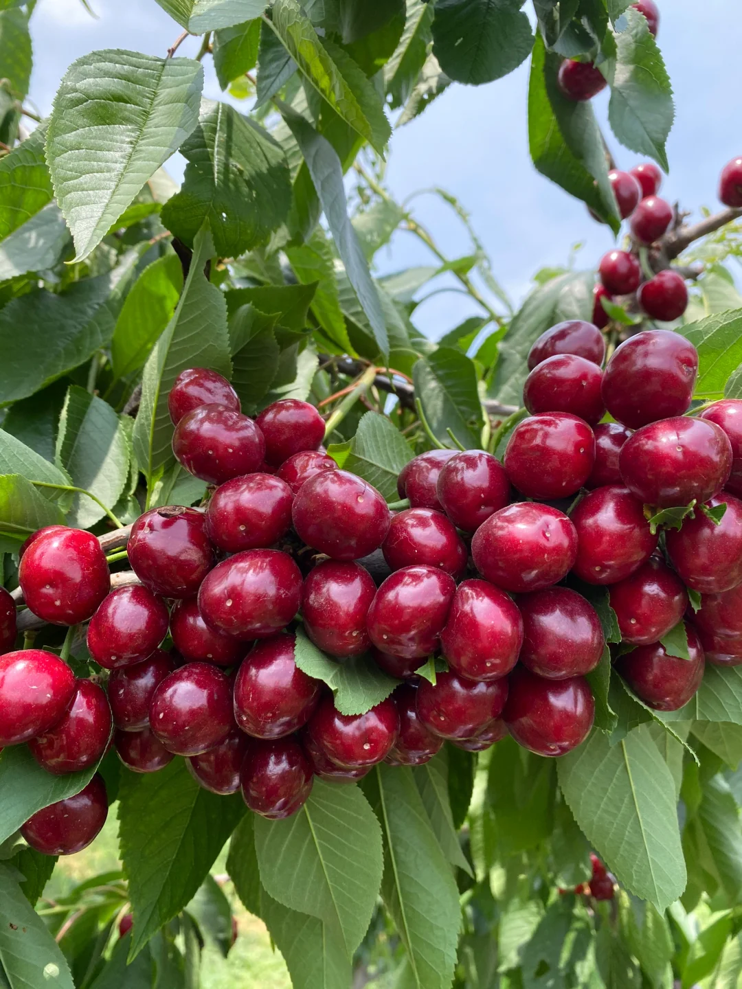 🔥50% de Réduction 🎁🍒Les graines de Cerises Royales