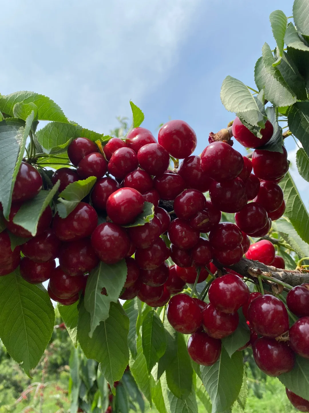 🔥50% de Réduction 🎁🍒Les graines de Cerises Royales