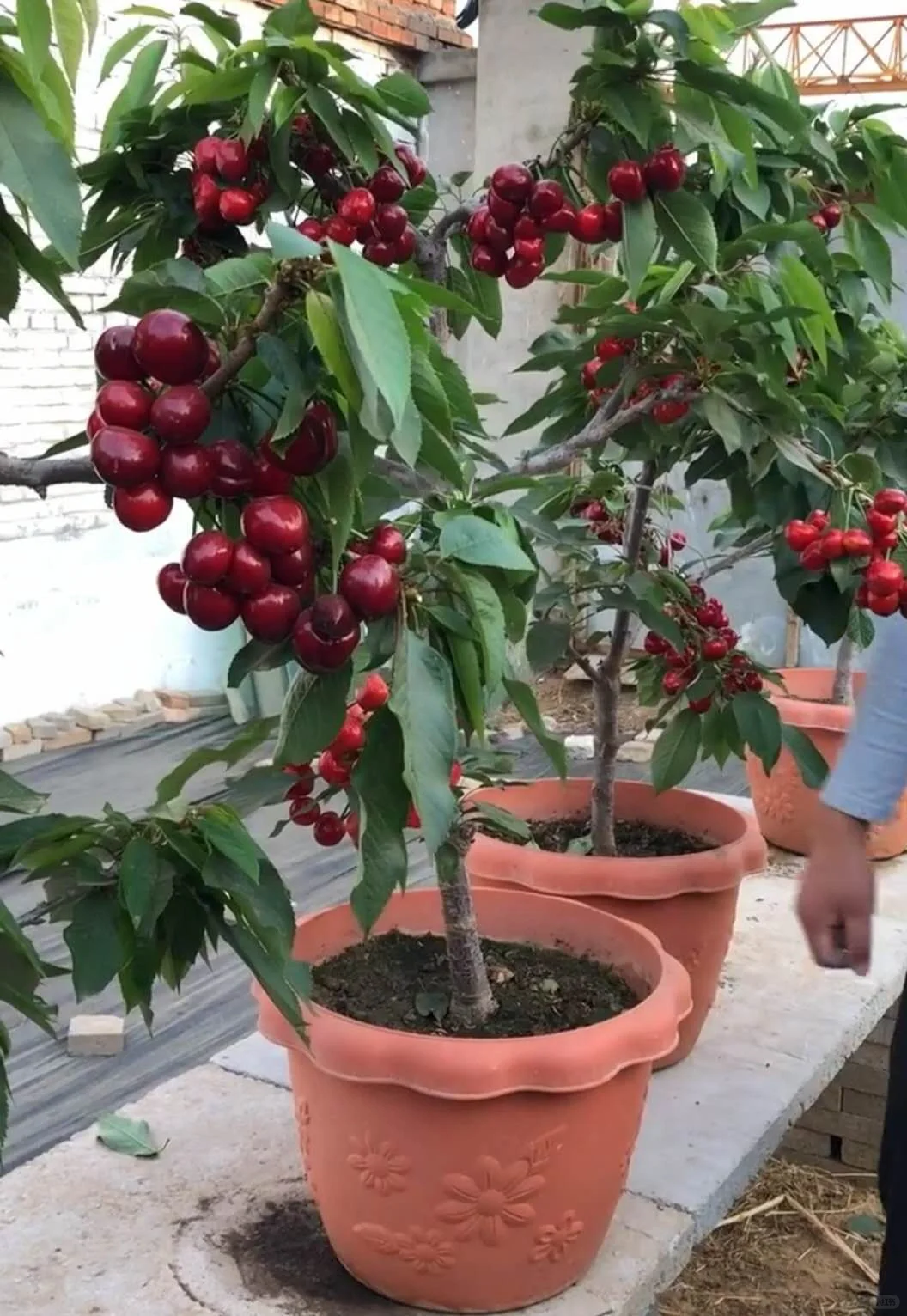 🔥50% de Réduction 🎁🍒Les graines de Cerises Royales