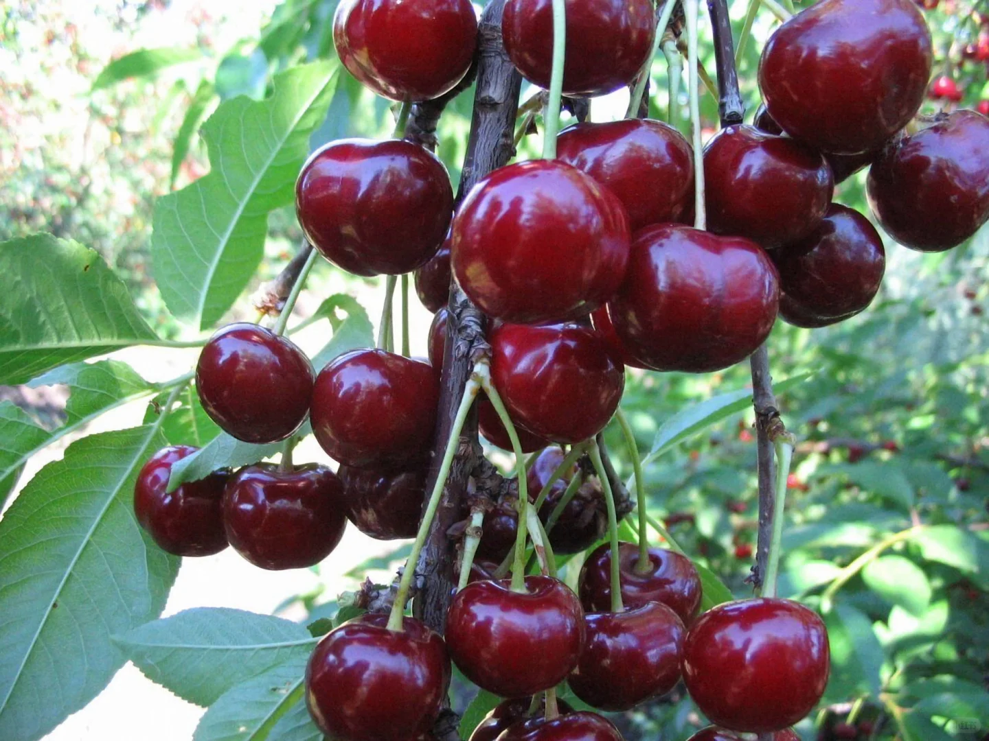 🔥50% de Réduction 🎁🍒Les graines de Cerises Royales