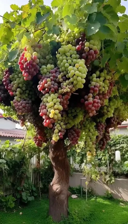 Sladké bezsemenné obří hrozny – šťavnaté a křupavé ovoce z vaší zahrady 🍇🌿