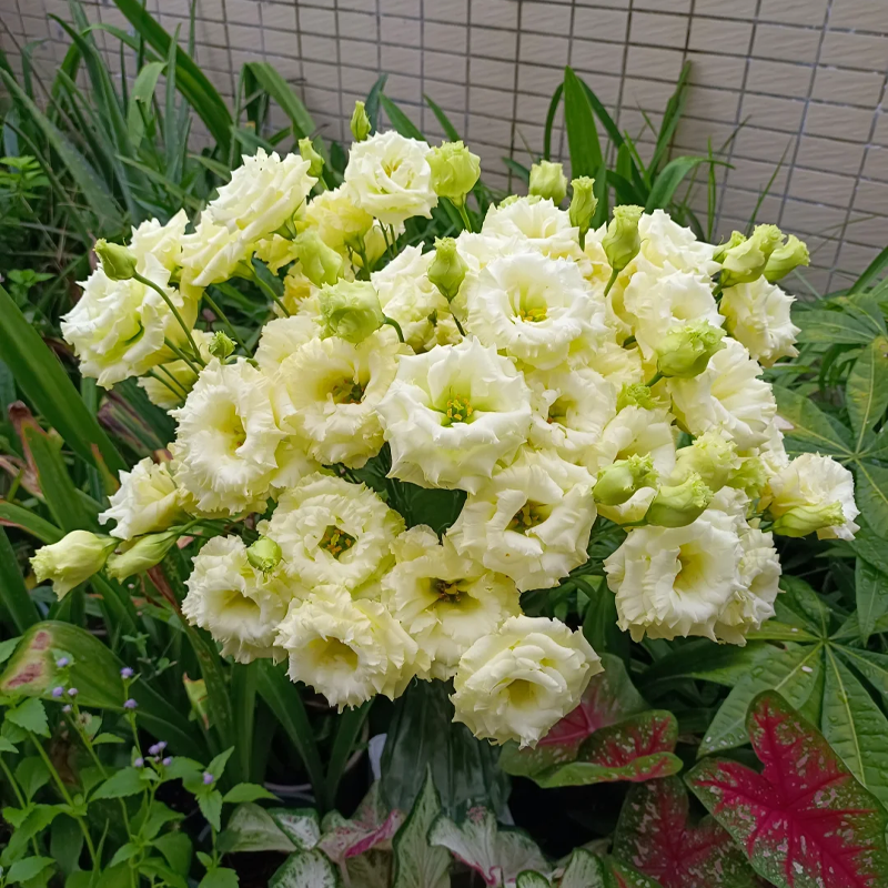 Premium Lisianthus Seeds – Grow Rose-Like Flowers Without the Fuss