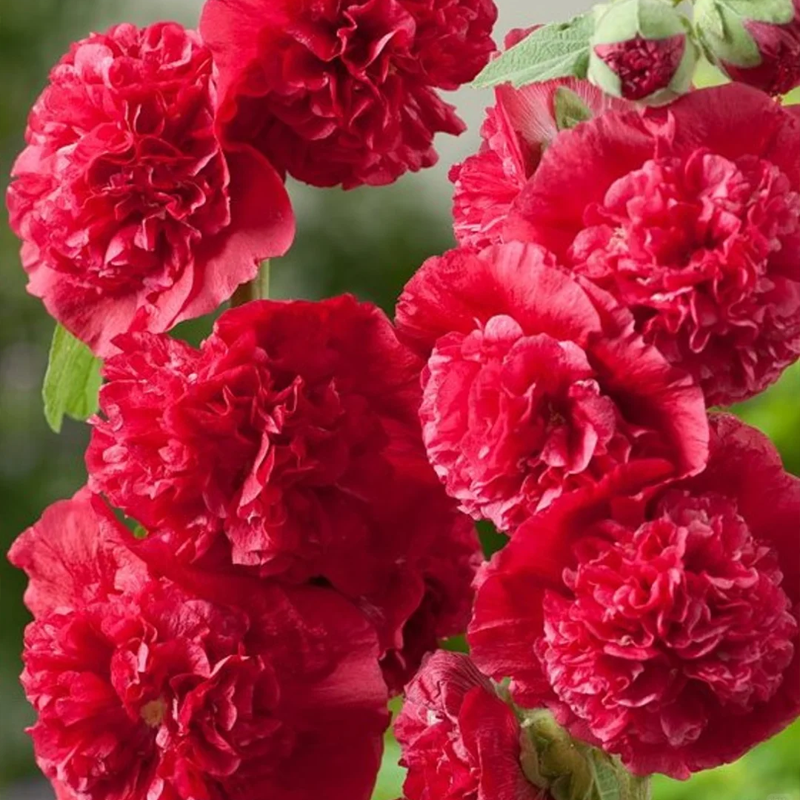 🌞 Лесно отглеждане на здравец с впечатляващи цветове