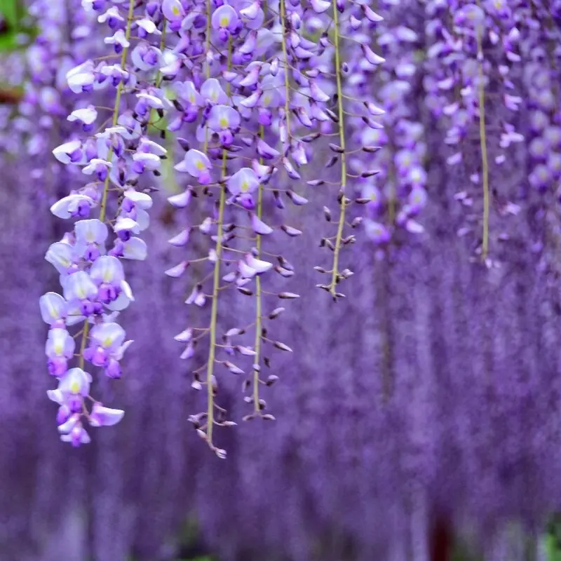 10 seeds or 20seeds wisteria, vine plant seeds suitable for wall, pergola, hanging, and climbing plants 0