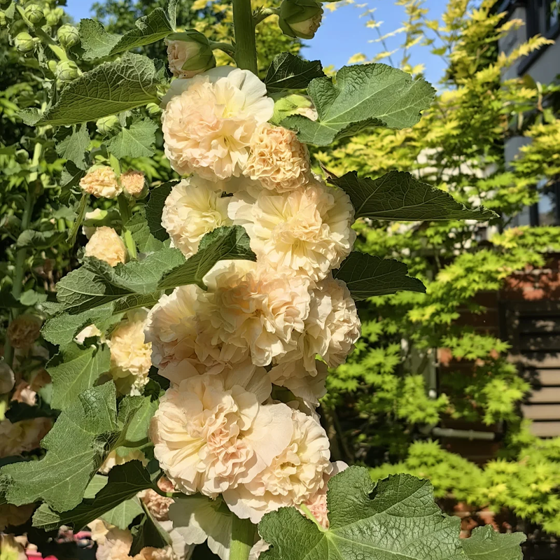 🌞 Лесно отглеждане на здравец с впечатляващи цветове
