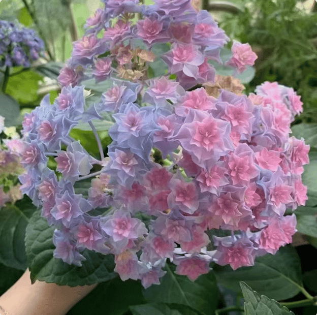 🌈Микс Хортензия – Красиви и издръжливи многогодишни цветя за вашата градина 🌸