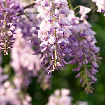 10 seeds or 20seeds wisteria, vine plant seeds suitable for wall, pergola, hanging, and climbing plants 2