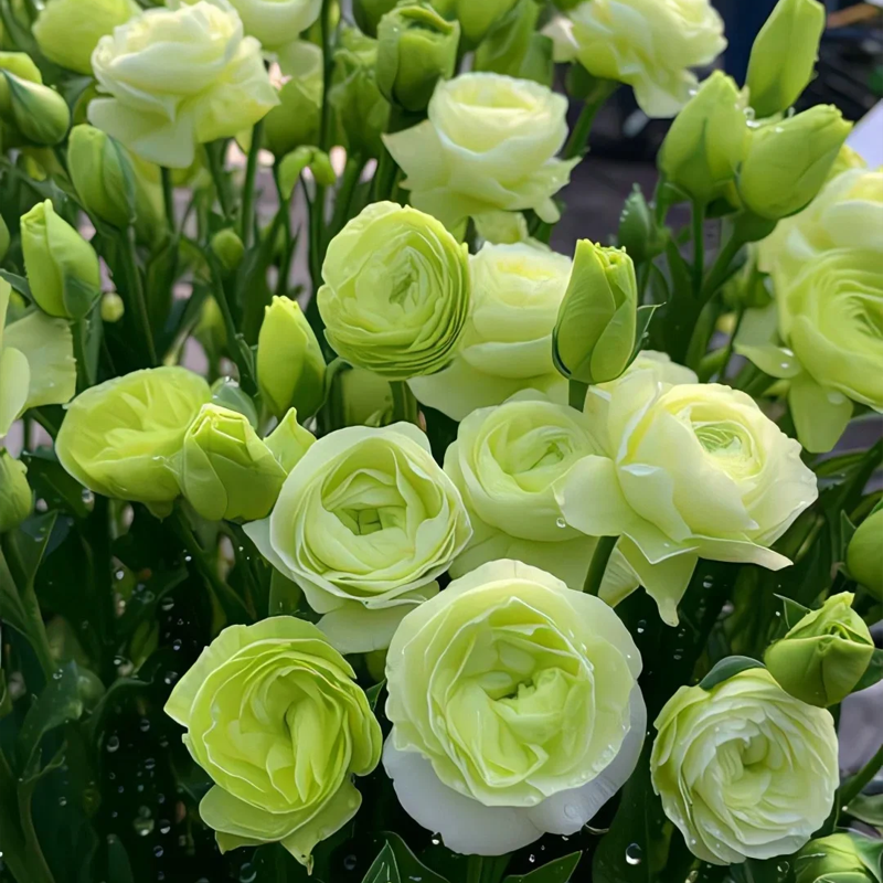 Premium Lisianthus Seeds – Grow Rose-Like Flowers Without the Fuss