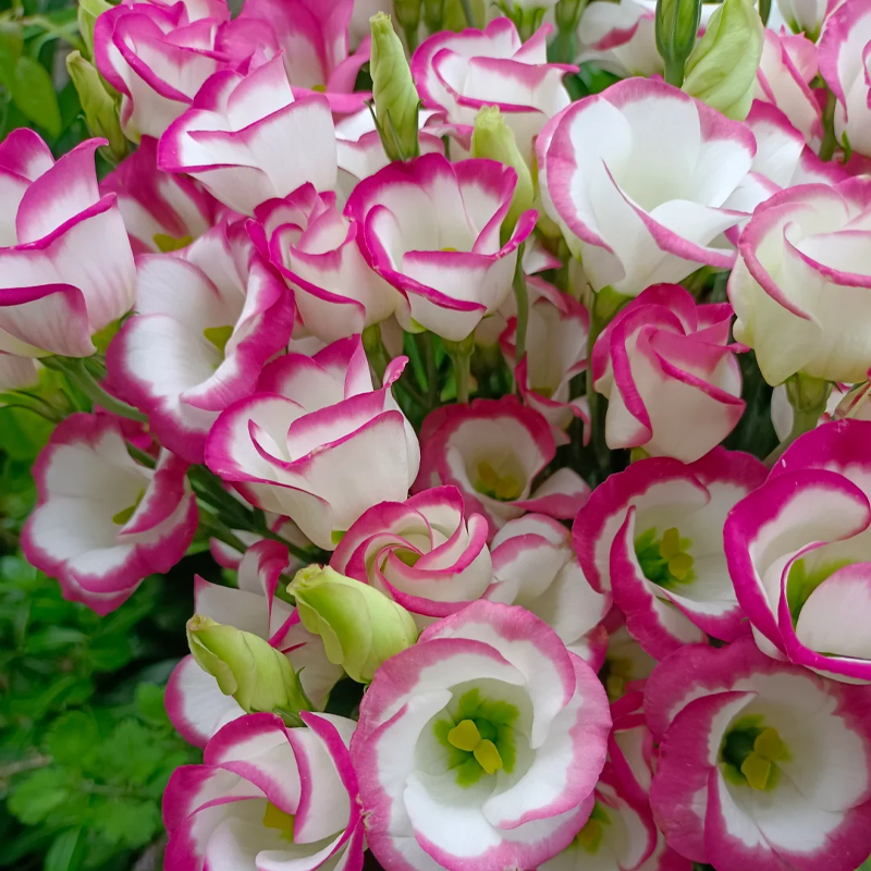 Premium Lisianthus Seeds – Grow Rose-Like Flowers Without the Fuss