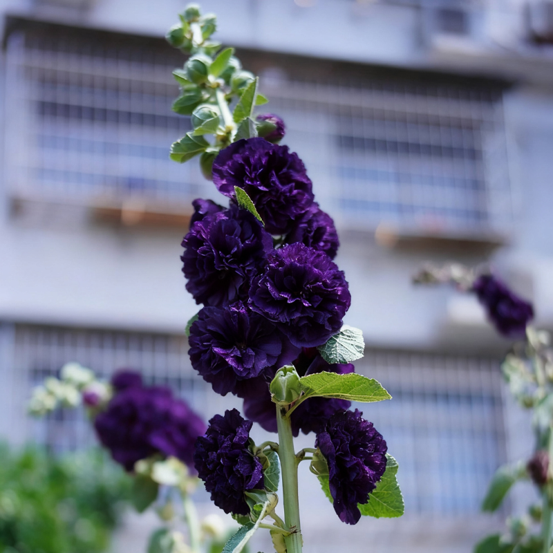 🌞 Лесно отглеждане на здравец с впечатляващи цветове