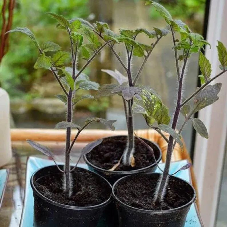 🍅🌱Buy 200 seeds, get 100 free - 🍅High Quality Organic Indigo Rose Tomato Seeds