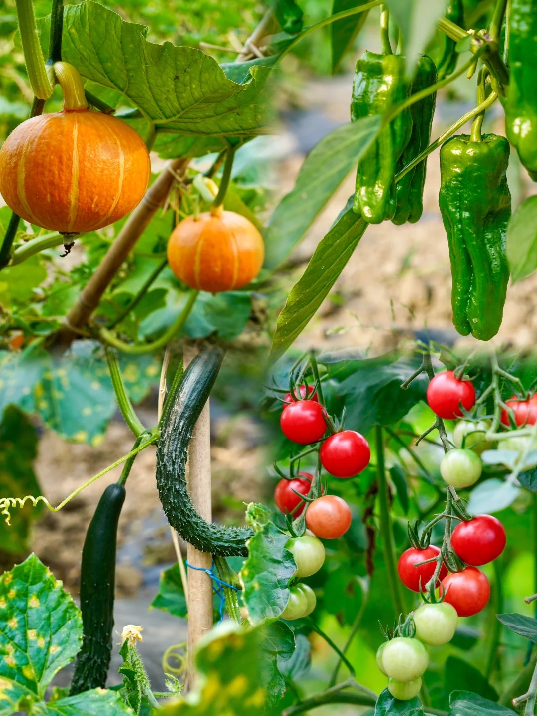 Кутия с изненада от случайни зеленчукови семена