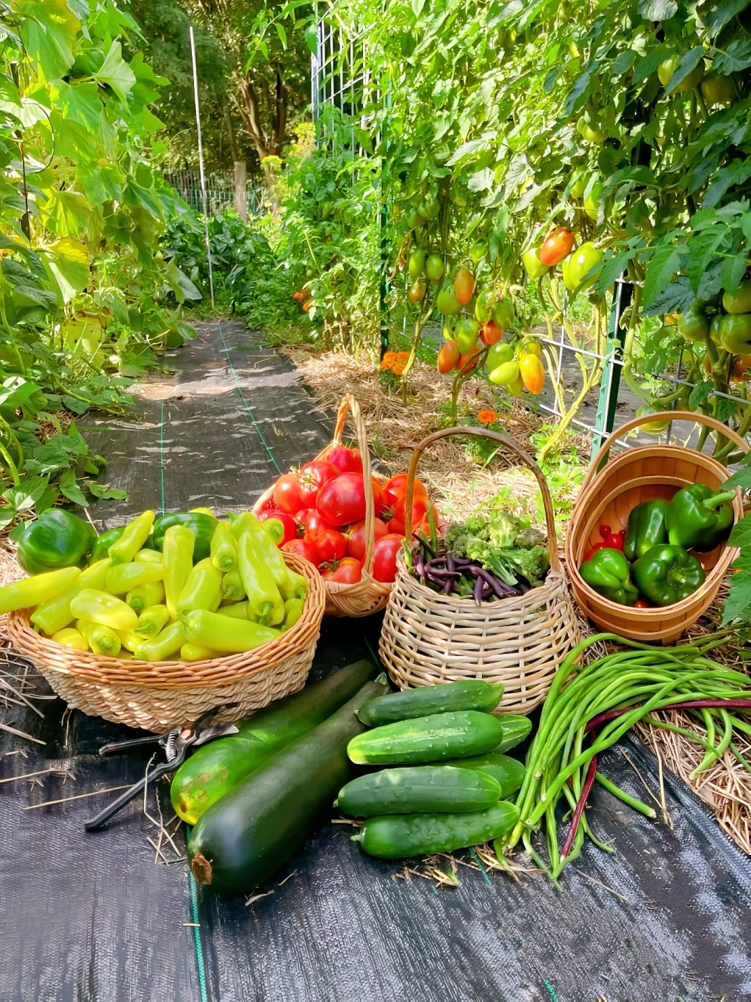 Кутия с изненада от случайни зеленчукови семена
