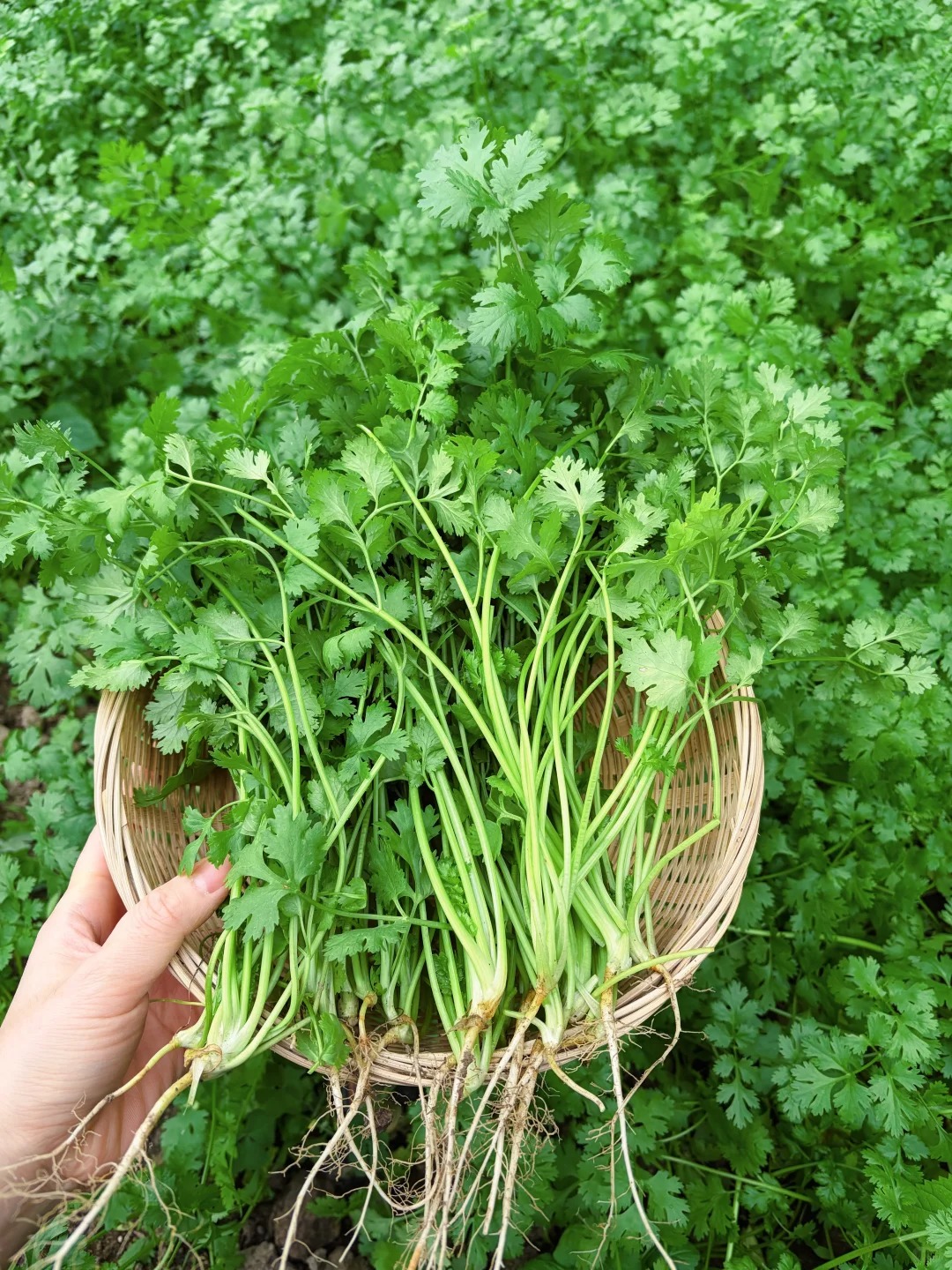 Семена от кориандър (Coriandrum sativum)