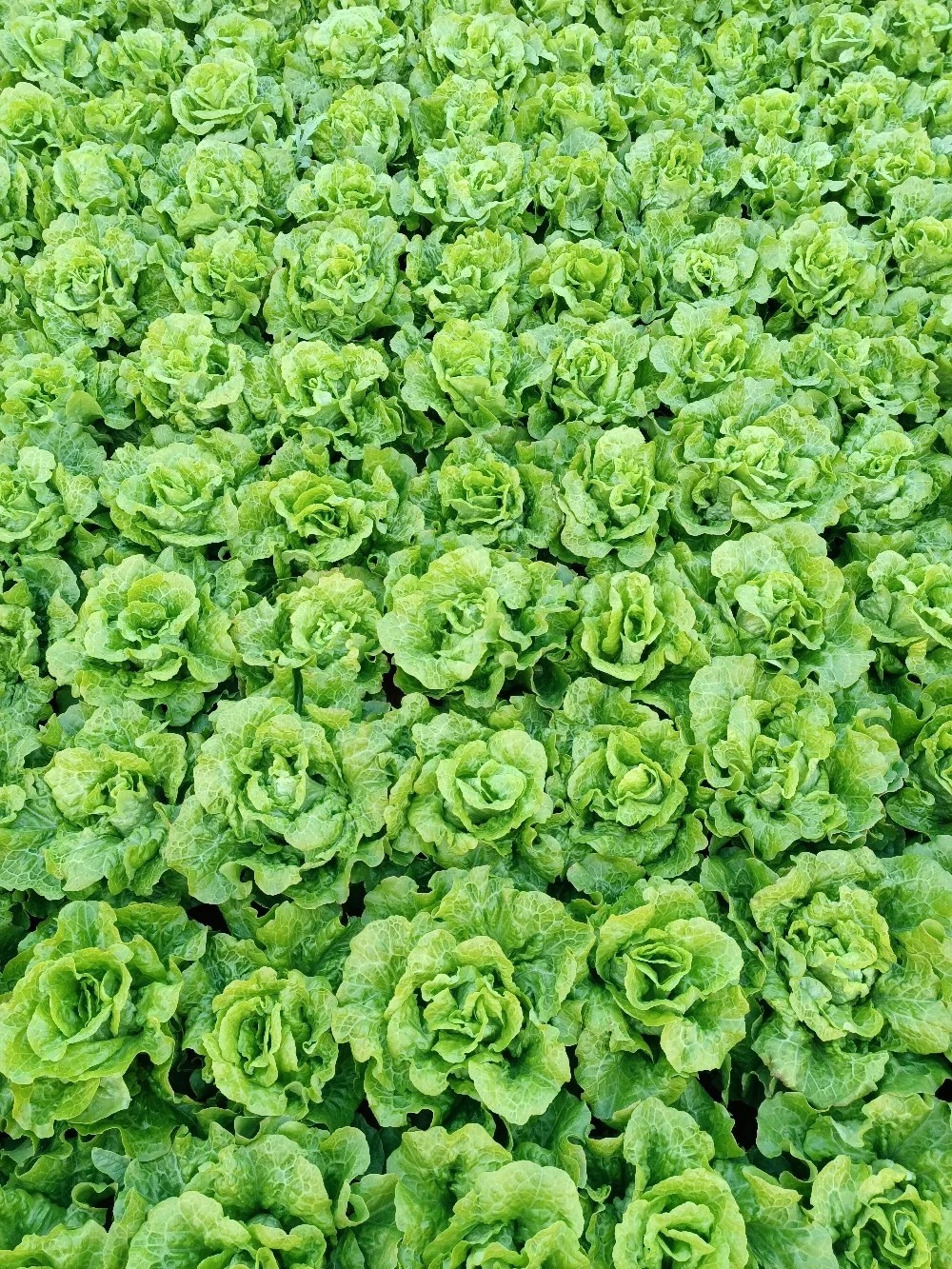 Семена от маруля