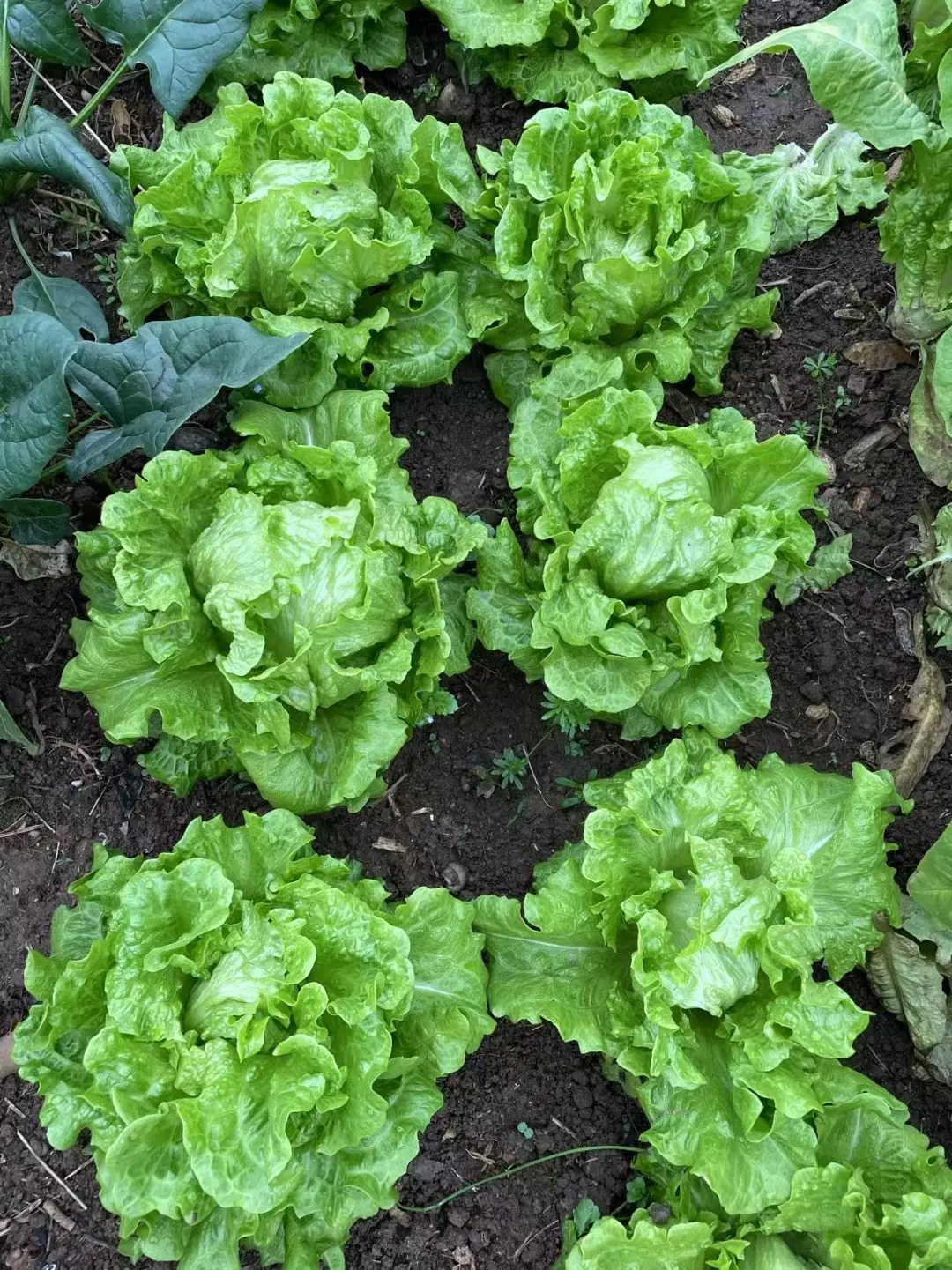 Семена от маруля