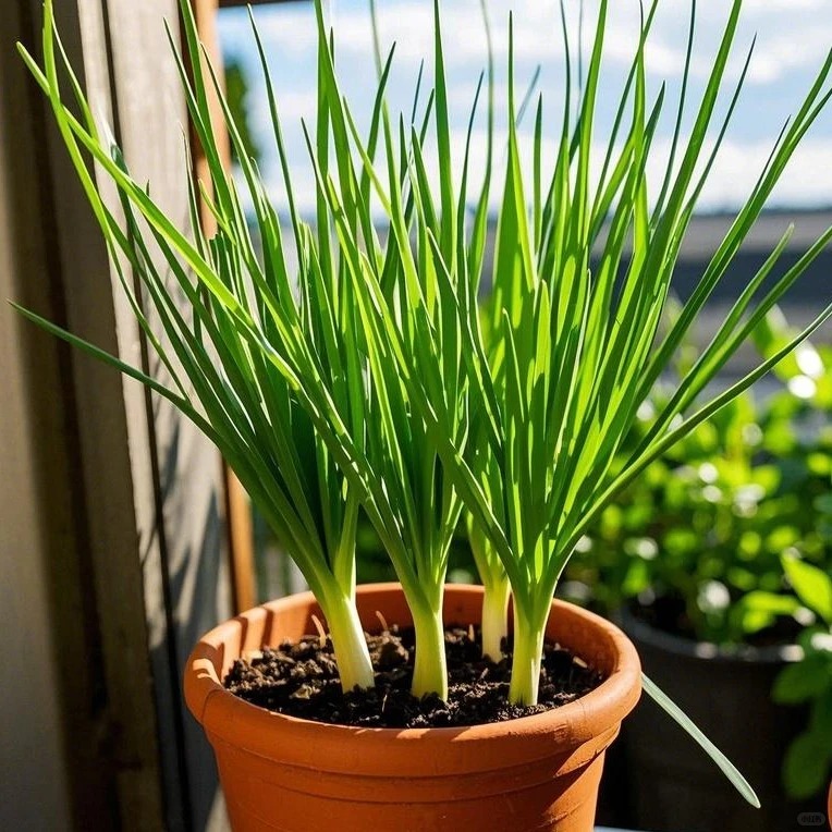 Зелен лук семена – лесен за отглеждане