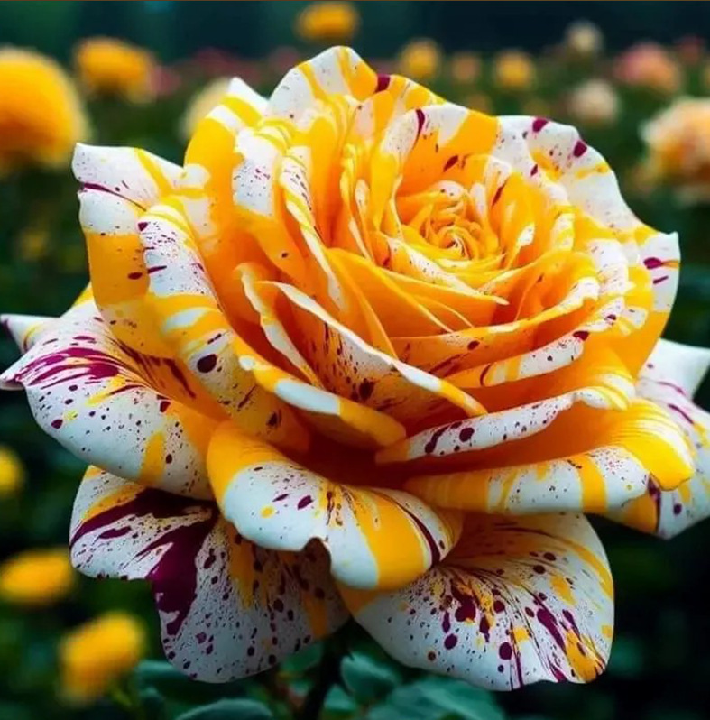 🌹 Редки семена от роза