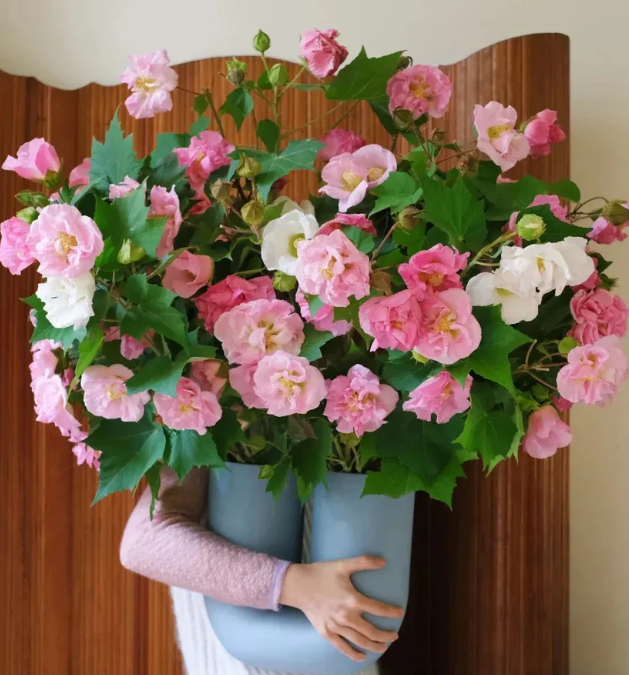 Семена от холихок【💝 Специална оферта за Деня на влюбените】