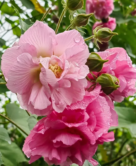 Семена от холихок【💝 Специална оферта за Деня на влюбените】