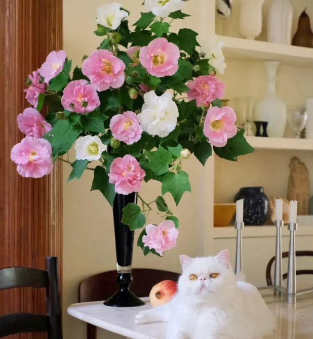 Семена от холихок【💝 Специална оферта за Деня на влюбените】