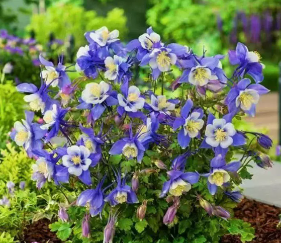 🌸 Семена от аквилегия микс | Цветя „Котешка лапичка“ 🐱🐾