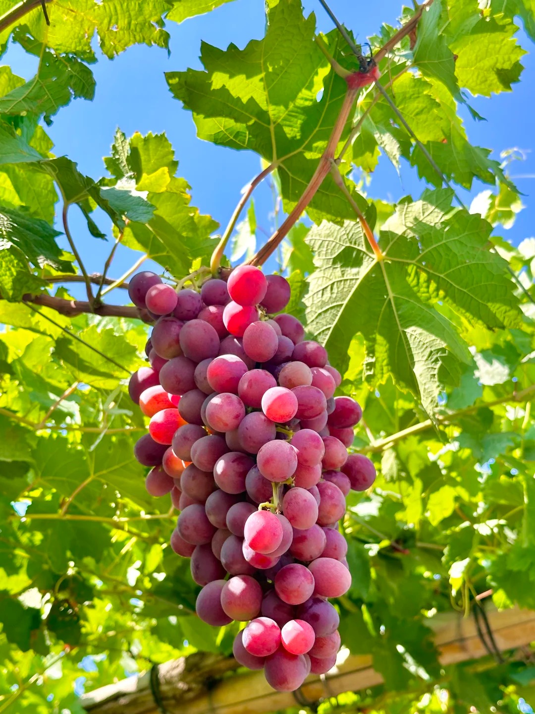 🍇Семена за червено грозде „Памид“ – сладки и сочни плодове у дома!
