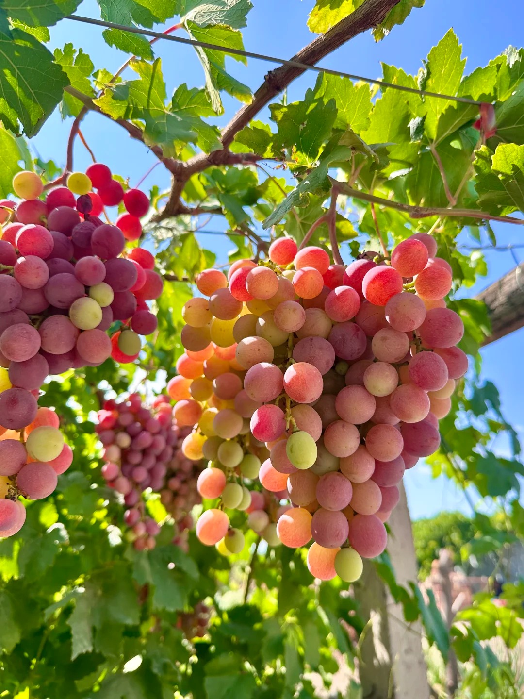 🍇Семена за червено грозде „Памид“ – сладки и сочни плодове у дома!