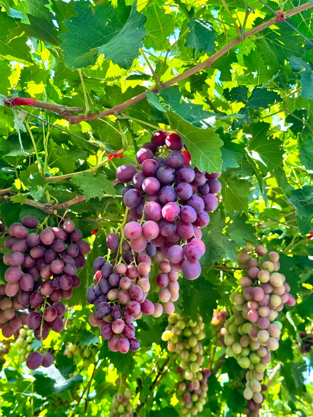 🍇Семена за червено грозде „Памид“ – сладки и сочни плодове у дома!