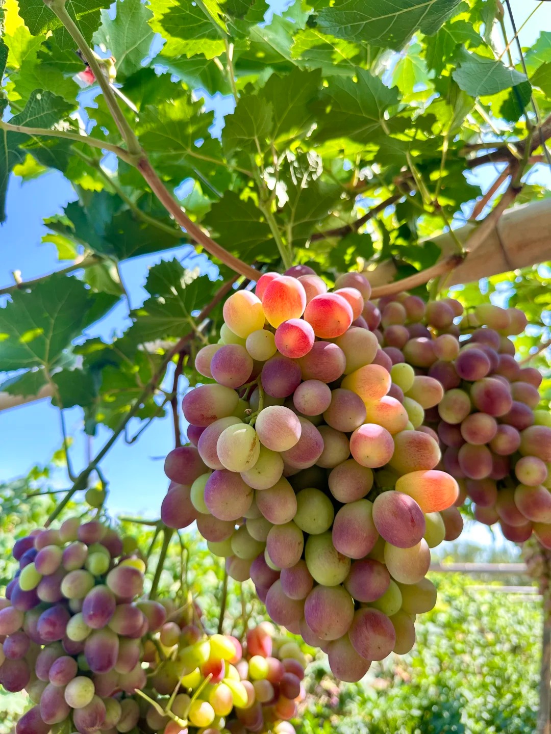 🍇Семена за червено грозде „Памид“ – сладки и сочни плодове у дома!