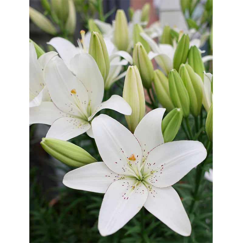 🌸Семена от лилия