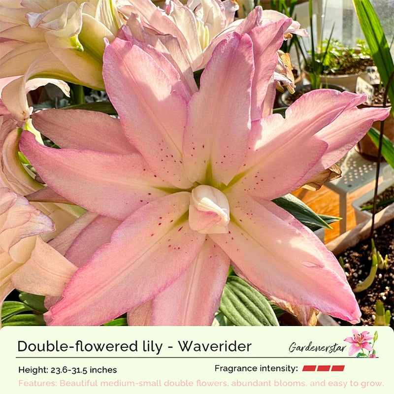 🌸Семена от лилия