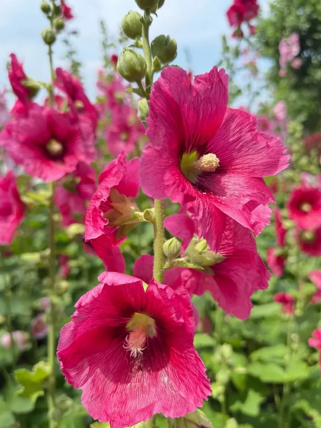 Семена от холихок【💝 Специална оферта за Деня на влюбените】