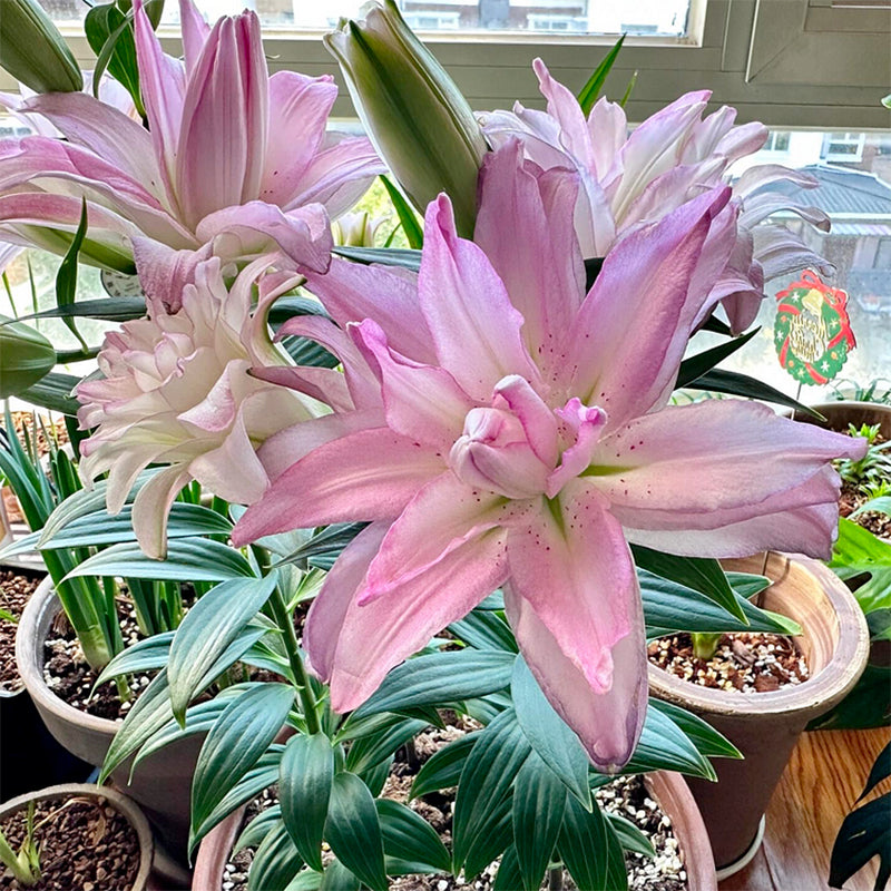 🌸Семена от лилия