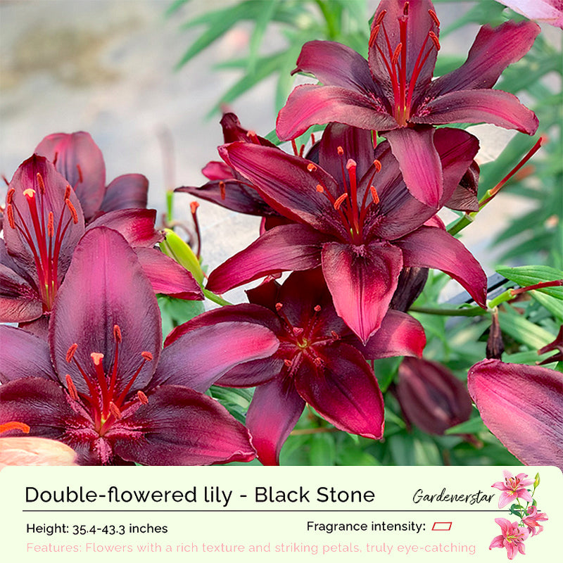 🌸Семена от лилия