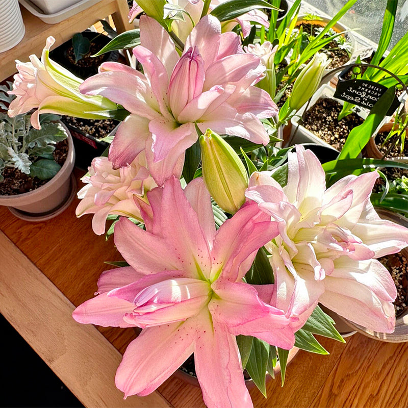 🌸Семена от лилия